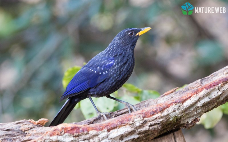 Blue Whistling Thrush